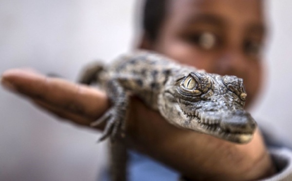 Les crocodiles du Nil, animaux de compagnie des Nubiens d’Assouan