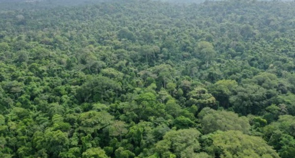 Les forêts tropicales risquent d’émettre plus de CO2