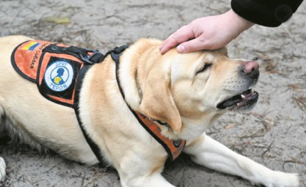 Des chiens pour soigner le stress post-traumatique des soldats
