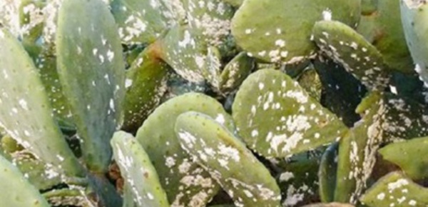Traitement de plus de 650 hectares de cactus infestés par la cochenille