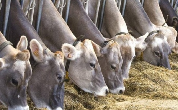 Le déploiement du programme spécifique de sauvegarde du cheptel démarre ce vendredi