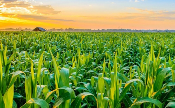 Les effets du COVID-19 sur l’alimentation et l’agriculture à l’échelle mondiale