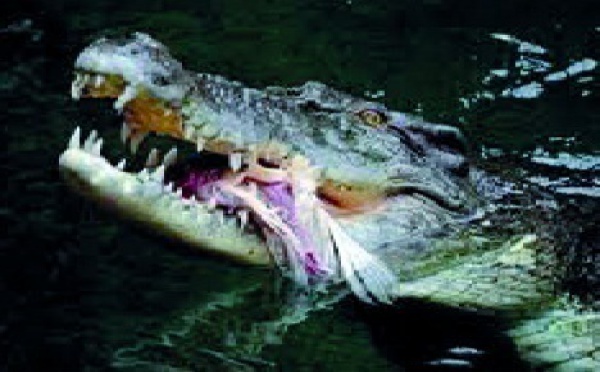 L'Australie envisage des safaris payants pour tuer des crocodiles