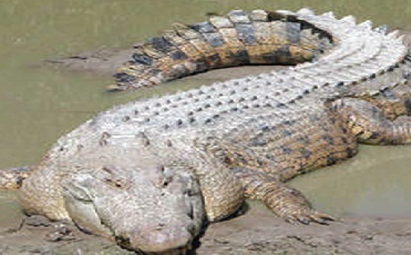 Australie : un permis de tuer pour les crocodiles ?