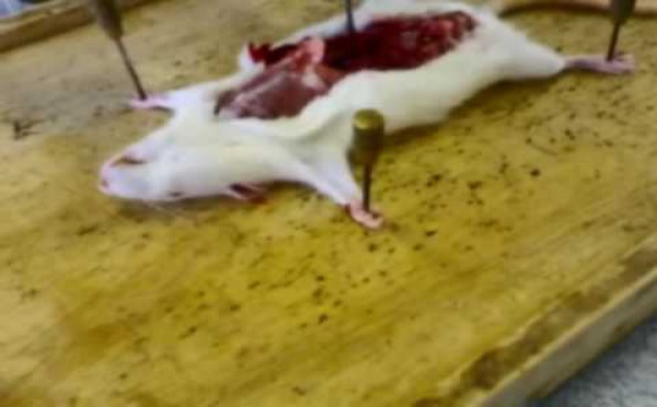 Pourquoi anesthésier un rat si on peut le "disséquer" à l'état de veille ?