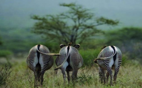 Au Kenya, le bétail et la démographie menacent les derniers zèbres de Grévy
