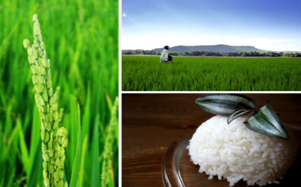 Un nouveau dispositif pour mesurer rapidement la radioactivité du riz
