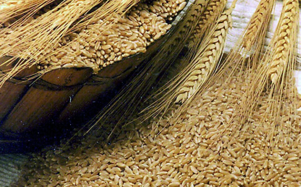 Le coût des importations pourrait se révéler prohibitif : Une campagne céréalière fortement déficitaire