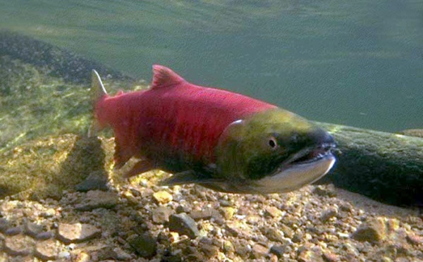 Le saumon rouge en déclin dans  le Pacifique nord-américain