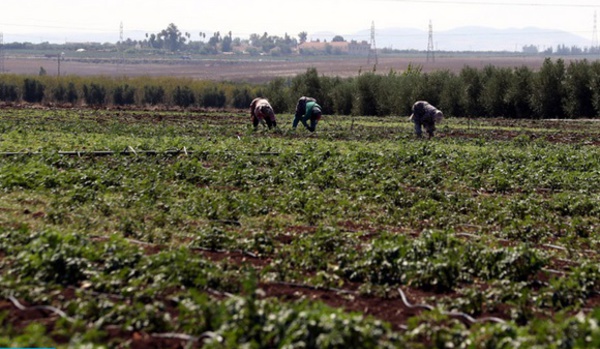 Le PIB agricole continuerait à montrer “une bonne résilience”