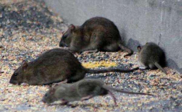 Les rats envahissent les maisons britanniques