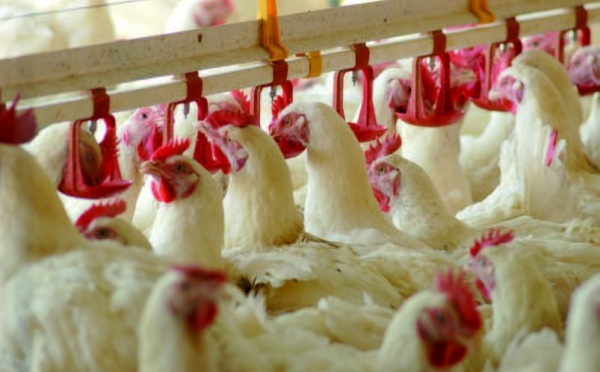 Poulet de chair, dinde et œufs Une flambée des prix des produits avicoles pointe à l’horizon