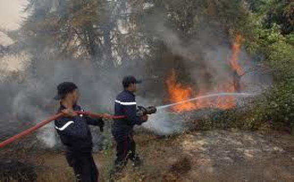 Forêt de la région de Tanger-Tétouan : Plusieurs départs de feu criminels au cours des dernières semaines