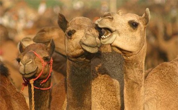 Malgré la sècheresse, les chameaux toujours nombreux en Australie