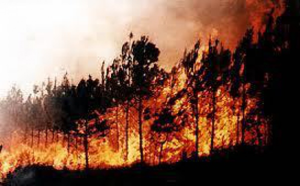 Feux de forêt : De la pyromanie dans l'air