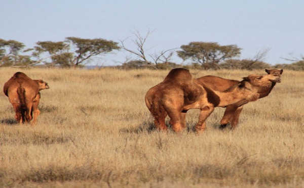 Assoiffés, les dromadaires sauvages assèchent les oasis australiennes
