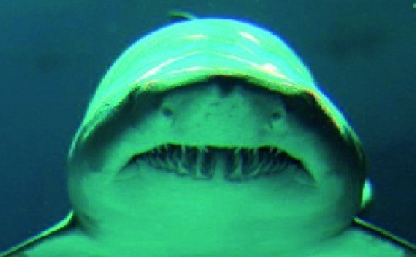 Les requins n’ont pas besoin de dentifrice