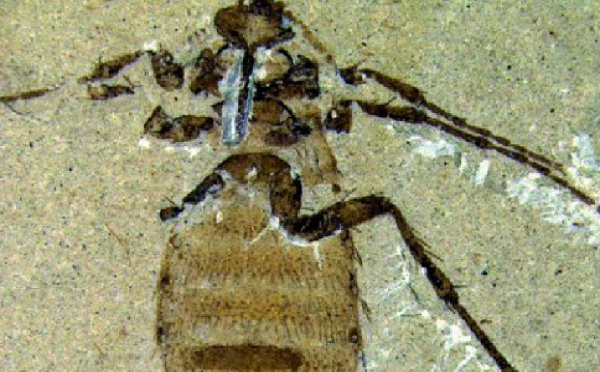 Découverte du fossile d’un insecte vieux de 365 millions d’années