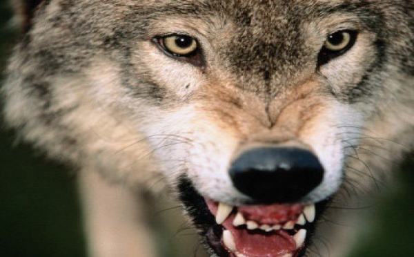 Insolite : Des loups pour surveiller des hommes