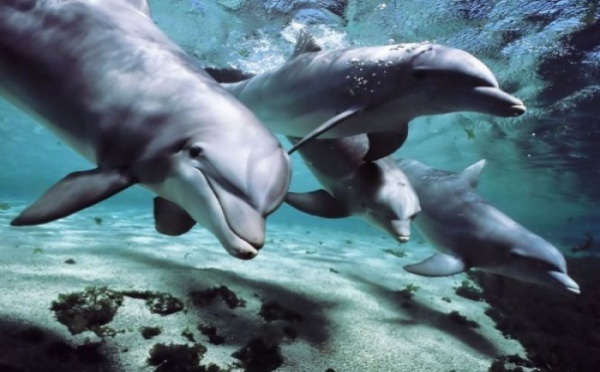 Les dauphins peuvent aussi former des clans