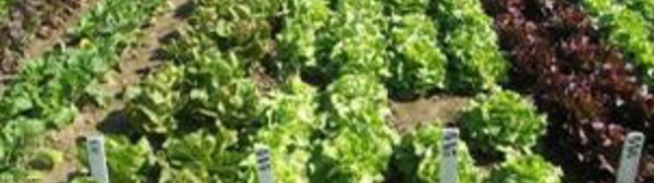 ​La production agricole se poursuit et couvre largement les besoins de consommation