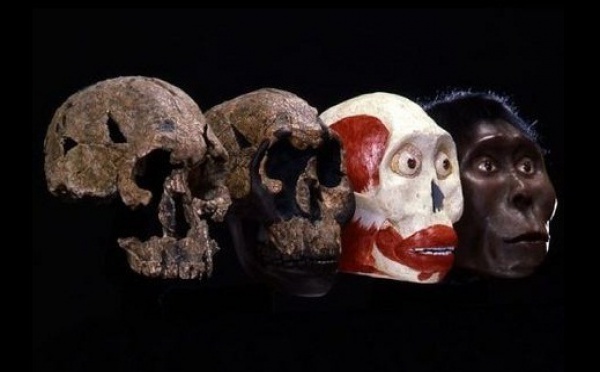 Homo erectus a cohabité avec d'autres espèces humaines en Afrique