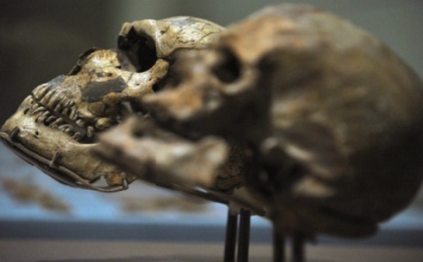 L'histoire alimentaire des hominidés inscrite dans leurs dents