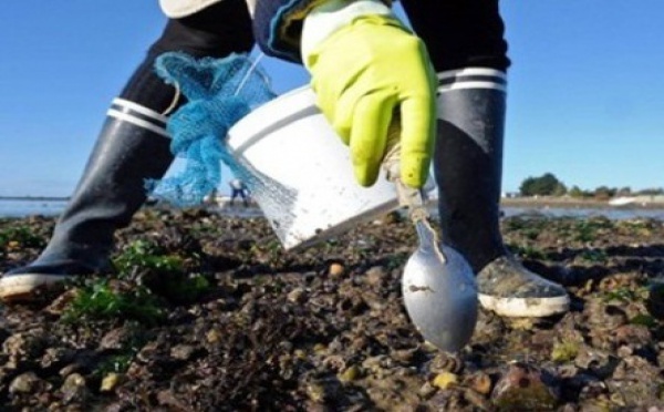 Surexploitation des gisements de moules : Le braconnage du littoral menace l'écosystème marin