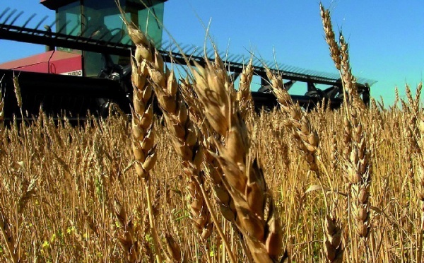 Flambée des cours mondiaux des céréales et des oléagineux  : La sécurité alimentaire nationale en jeu