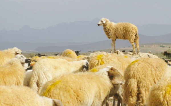 Le cheptel marocain indemne de toute peste des petits ruminants : L’Office national de la santé animale rejette les allégations algériennes