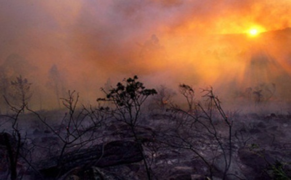 Al Hoceima : Feu de forêt maîtrisé