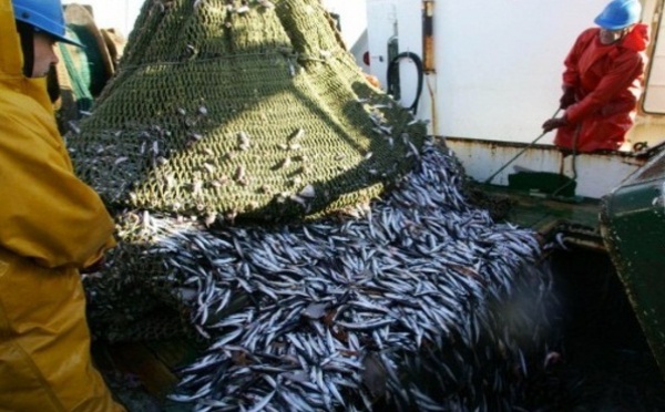 Progression des débarquements et augmentation des prix : L’Office national des pêches noie le poisson