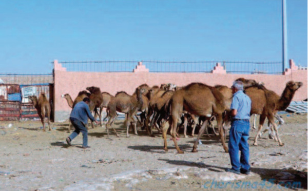 Réouverture du plus grand marché aux dromadaires du Sud marocain
