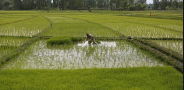 ​L’optimisation du potentiel agricole de l’Afrique passe par la modernisation et la transformation