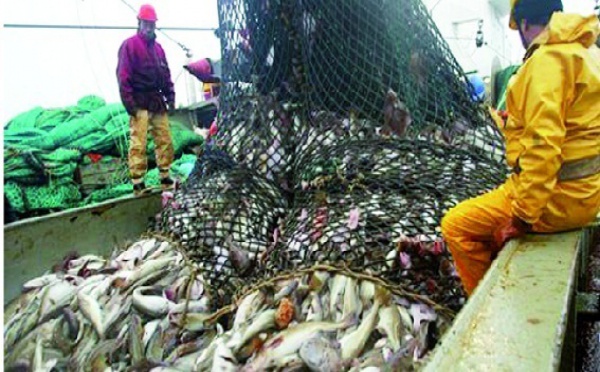 Des experts jugent possible d'inverser le déclin des stocks de poissons