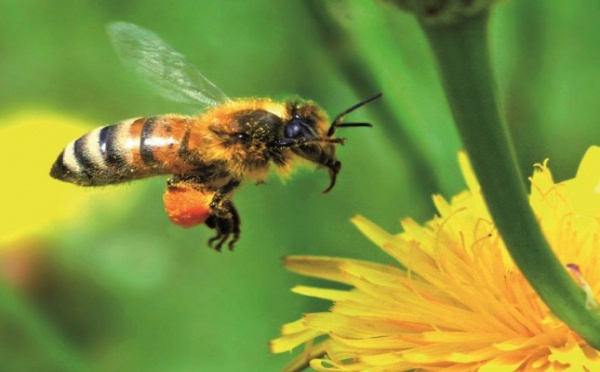 En Alsace, une colonie d'abeilles produit un mystérieux miel bleu