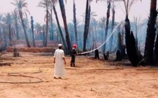 Feu ravageur : Les oasis à la merci des flammes