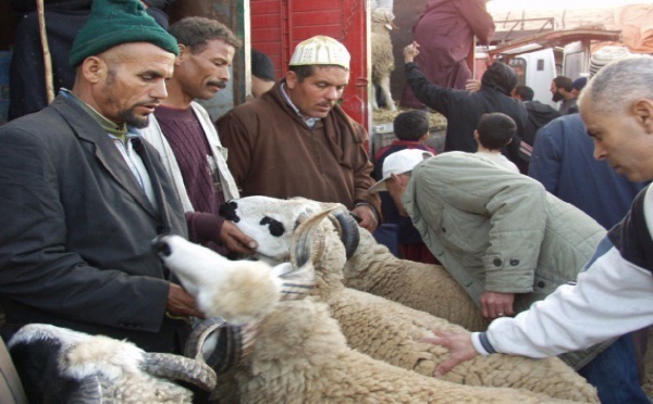 Aid Al Adha : 4,5 millions d'ovins mâles pour une demande estimée à 4,3 millions
