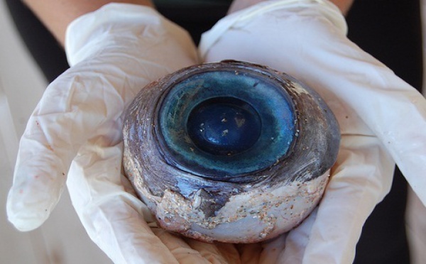Un oeil géant découvert sur une plage de Floride !