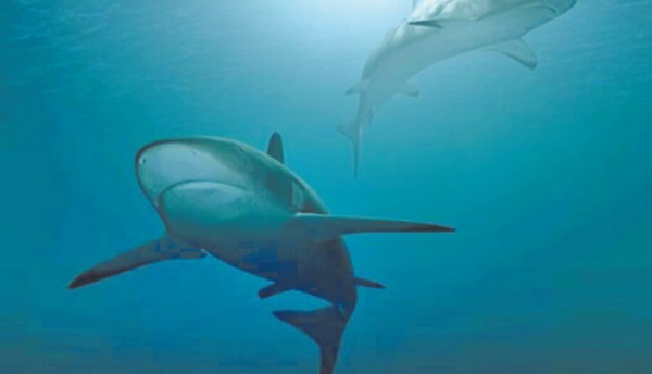 ​Le WWF appelle les pays méditerranéens à lutter  effectivement contre la pêche illégale des requins et des raies