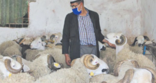 Plus de 7,2 millions d'ovins et de caprins identifiés pour l'immolation rituelle de l'Aïd Al Adha