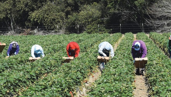 La délivrance : Les saisonnières marocaines de la cueillette des fraises espagnoles retrouveront la mère patrie incessamment