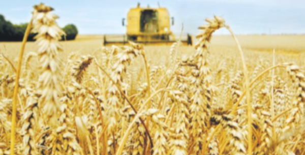 ​La production mondiale de céréales atteindrait un niveau record cette année