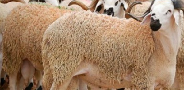 ​Une série de mesures  pour l’Aïd