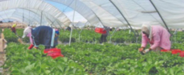 ​Lancement du plan de rapatriement des 7.100 saisonnières marocaines de Huelva