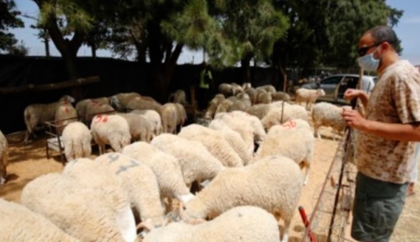 On reconfine par-ci par-là dans le monde : Le rituel de l’Aïd fait craindre le pire