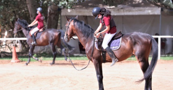 Sports équestres: Les chevaux reprennent du collier après trois mois de confinement