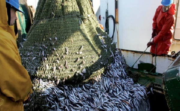 L’Union européenne et le Maroc reprennent leurs négociations : Nouvel accord de pêche en perspective