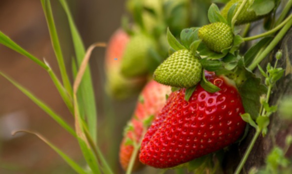 ​Le secteur des fruits rouges a besoin de "reconnaissance et d’encouragement"