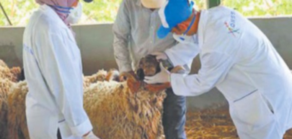 Pour l’ONSSA, la Fête du sacrifice s’est déroulée dans de bonnes conditions d’hygiène et de santé animale